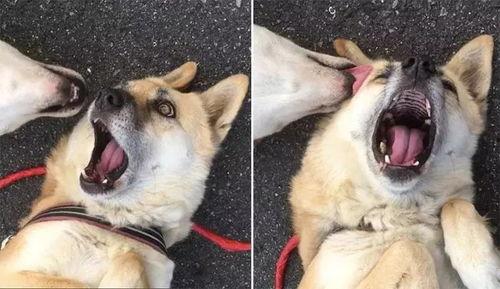 网红狗子与我一手黑料