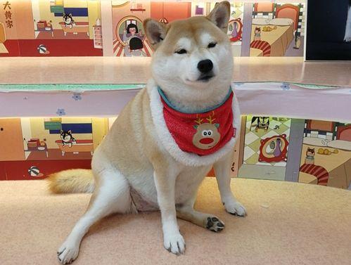 网红狗子与我一手黑料